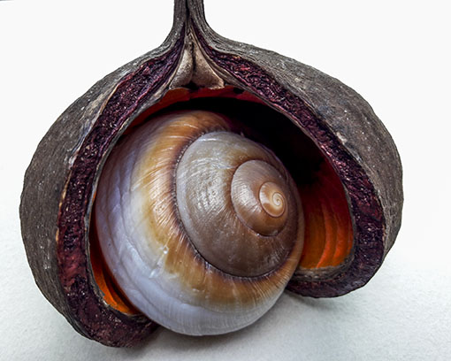 Samenkapsel mit Muschel und Naturpigmenten. Samenkapsel mit Muschel und Naturpigmenten.