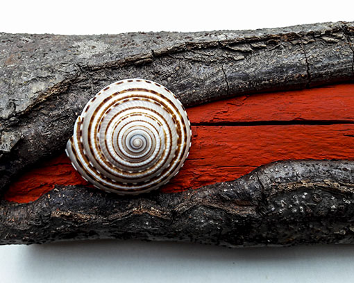 Small wood object with shell and colour
