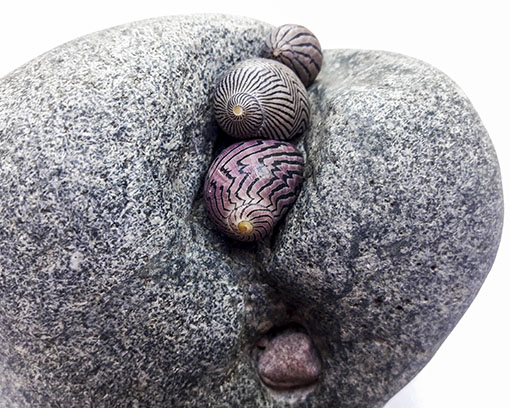 Naturstein mit eingeklemmtem Stein und drei Muscheln.